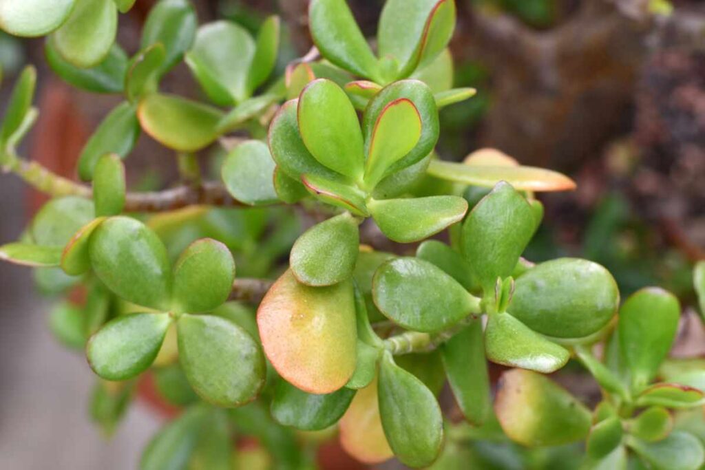 Crassula ovata albero di giada: questa è la pianta che devi tenere a casa