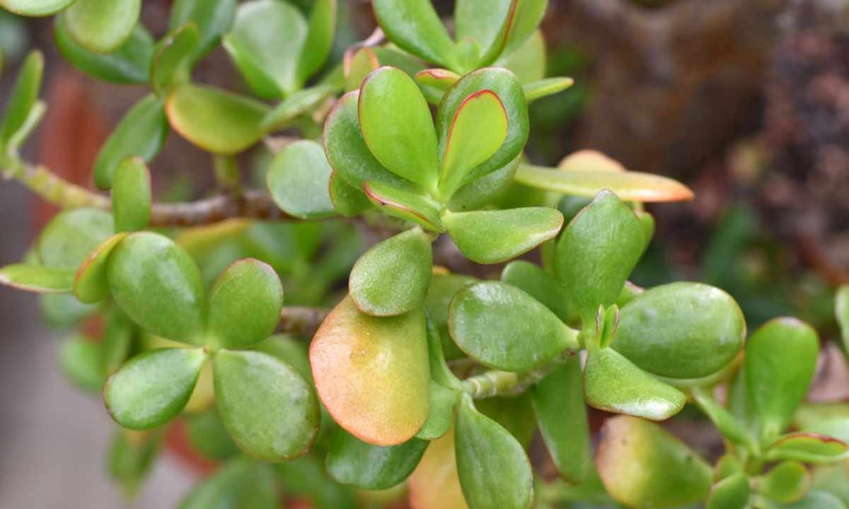 Crassula ovata albero di giada: questa è la pianta che devi tenere a casa