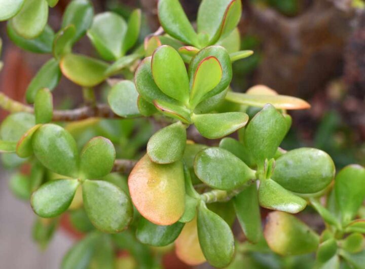 Crassula ovata albero di giada: questa è la pianta che devi tenere a casa