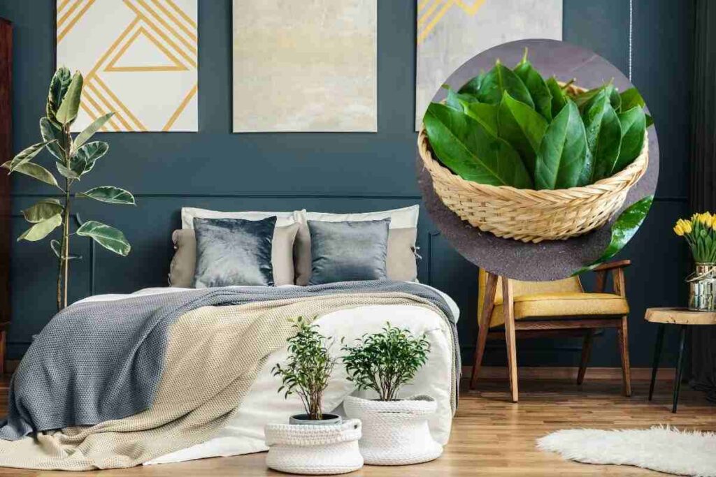 metti una foglia di alloro in camera da letto e vedi che succede