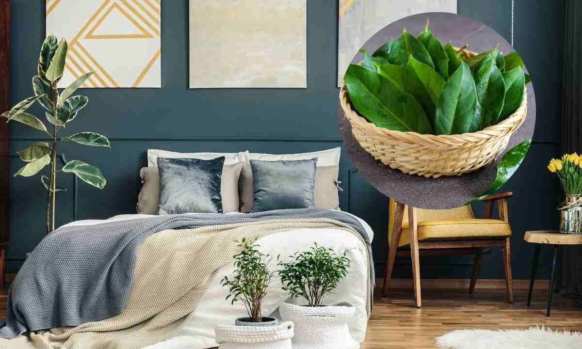 metti una foglia di alloro in camera da letto e vedi che succede