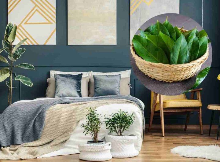 metti una foglia di alloro in camera da letto e vedi che succede