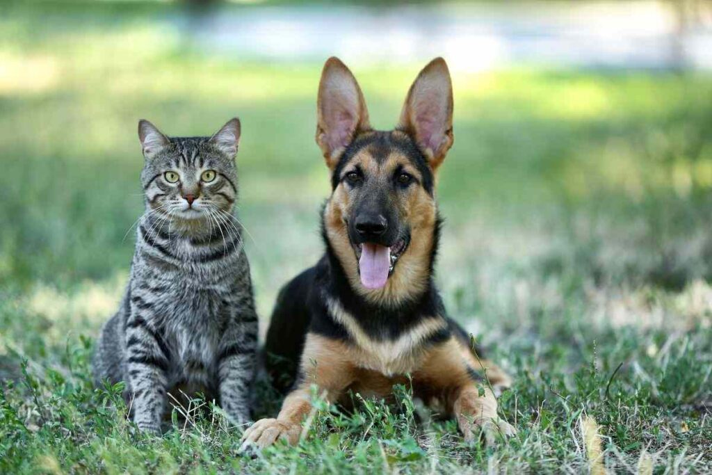 Nuove regole par cani e gatti in Europa