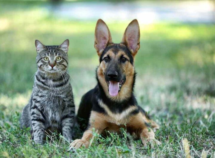 Nuove regole par cani e gatti in Europa