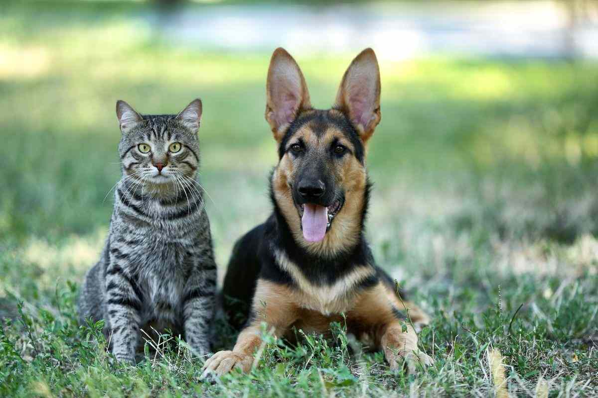 Nuove regole par cani e gatti in Europa