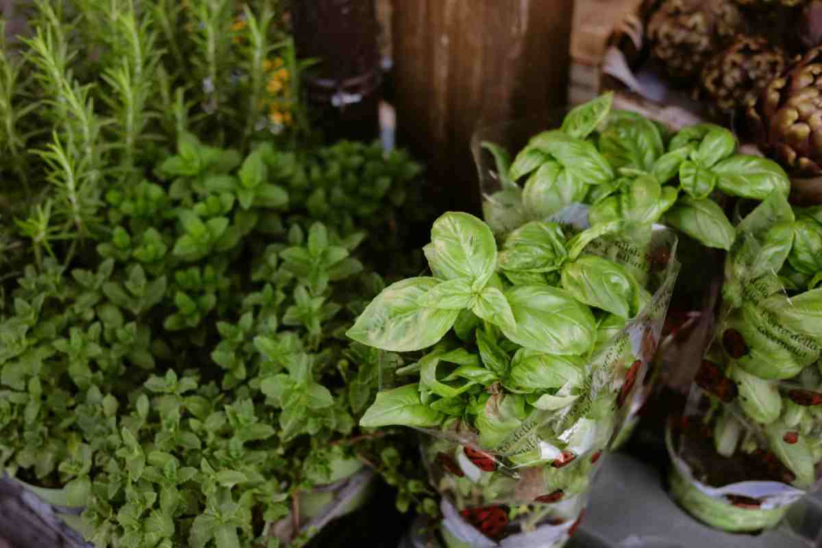 erbe aromatiche