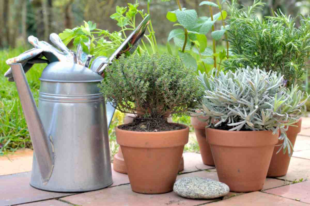 erbe aromatiche