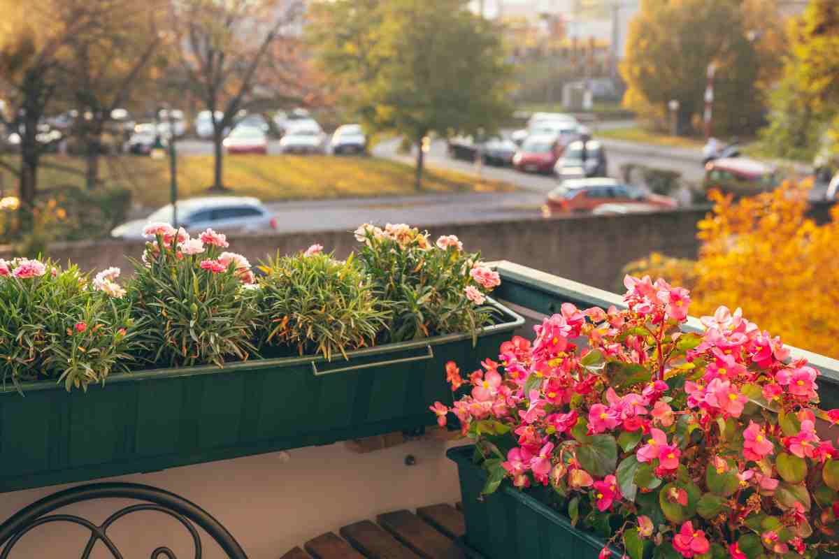 fiori invernali