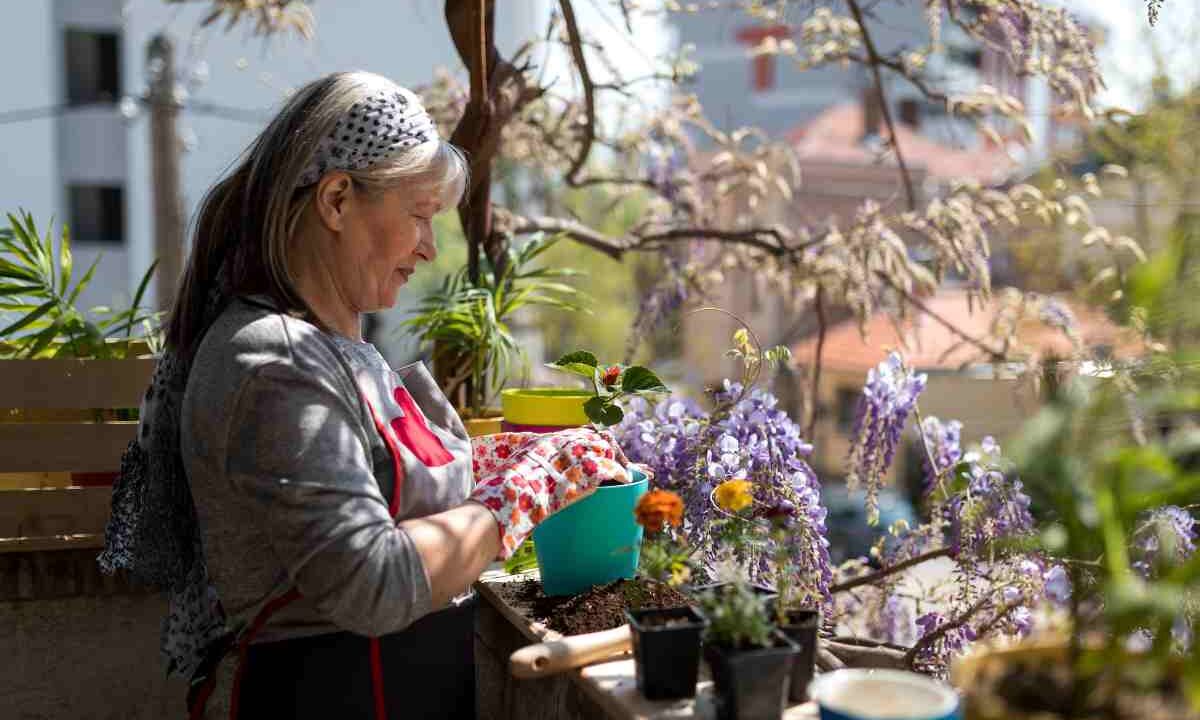 fiori da piantare inverno