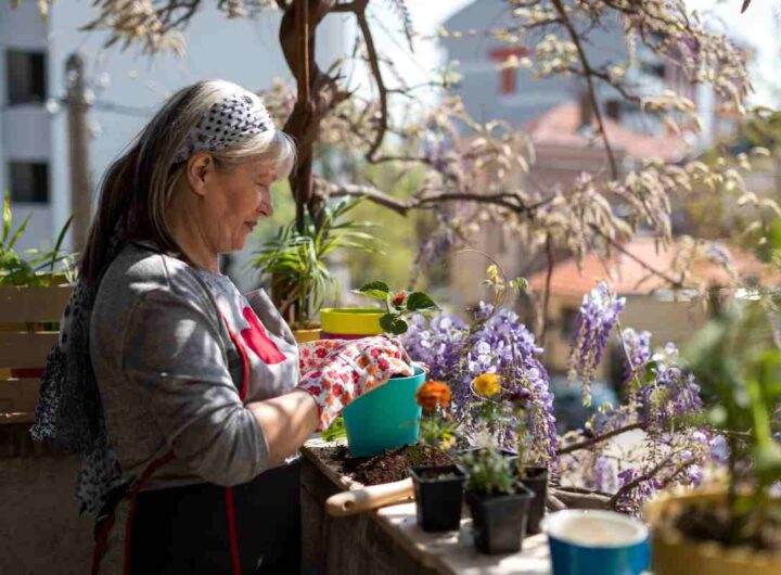 fiori da piantare inverno
