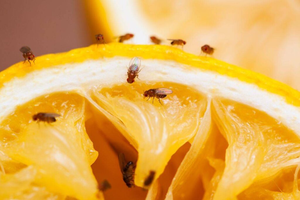 come combattere i moscerini della frutta