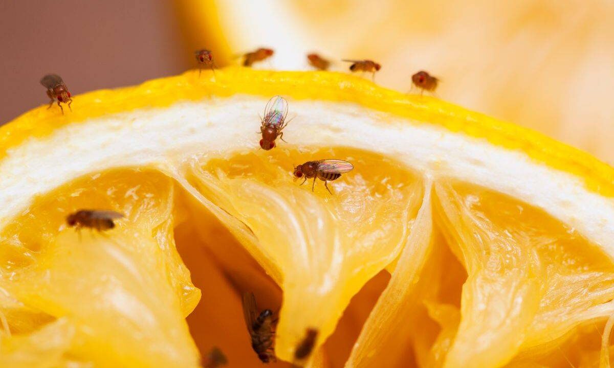 come combattere i moscerini della frutta