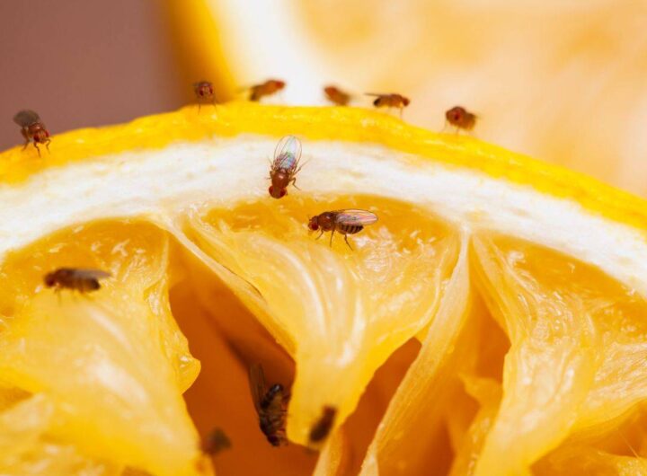 come combattere i moscerini della frutta