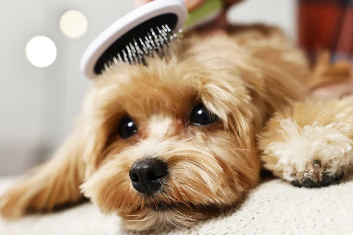 peli di cane