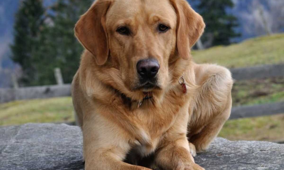 peli di cane