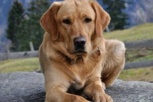peli di cane