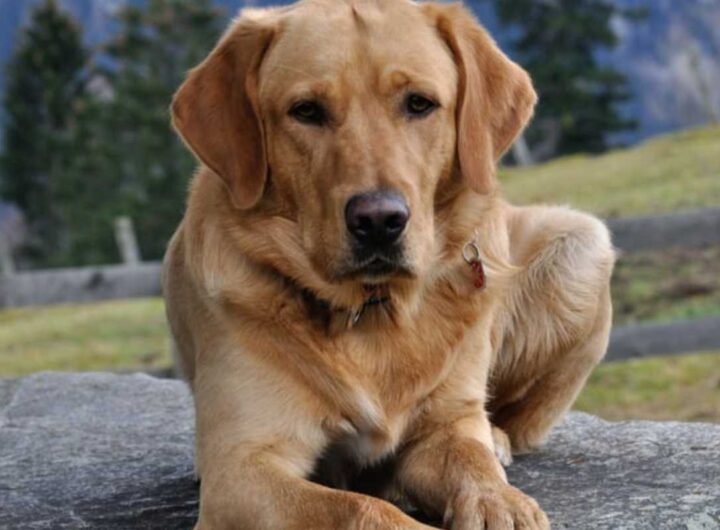 peli di cane