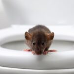 come evitare che animali risalgano dal wc