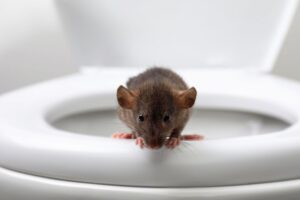 come evitare che animali risalgano dal wc