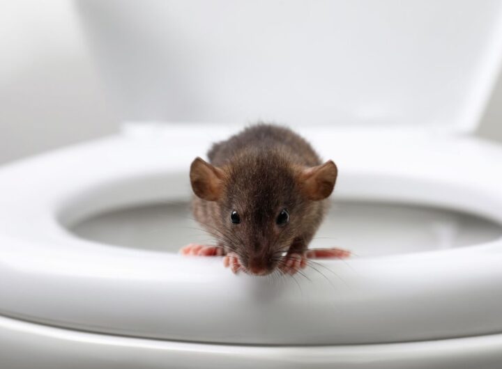 come evitare che animali risalgano dal wc
