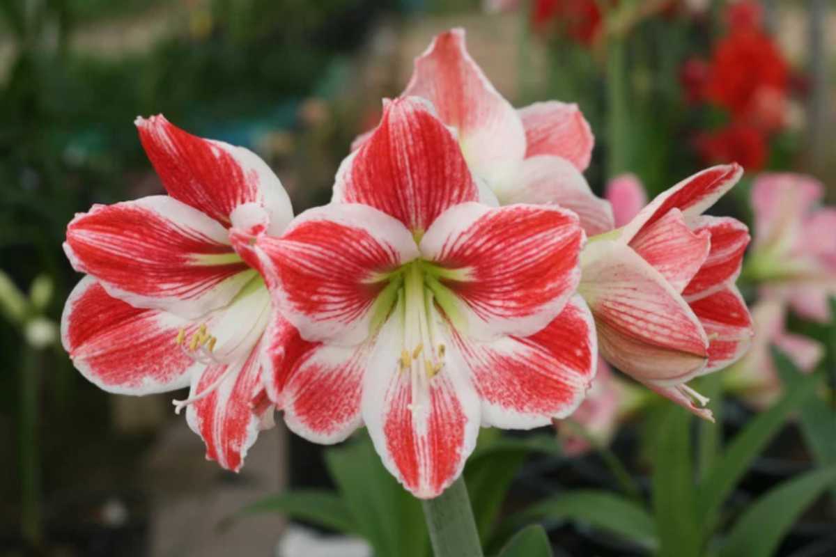 Amaryllis