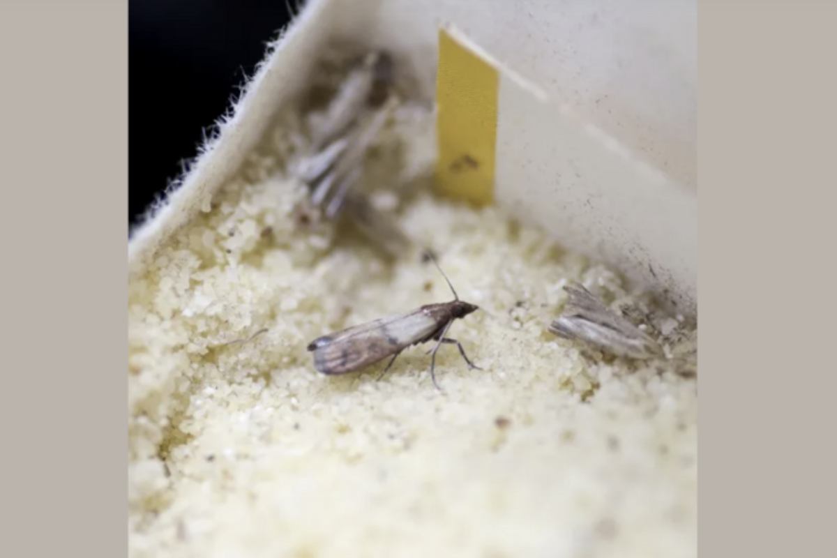 Quando si scopre un’infestazione, è fondamentale agire rapidamente per impedire che le farfalline si diffondano ulteriormente.