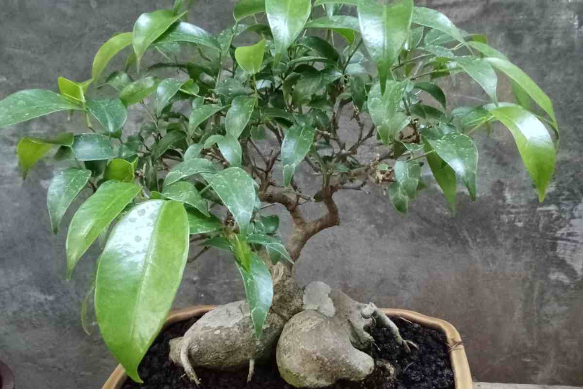Ficus