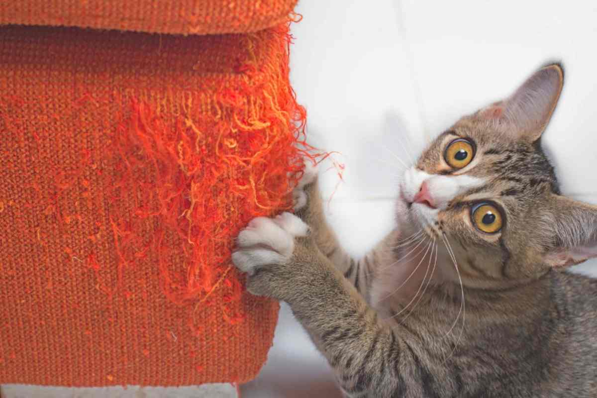 Gatto e divano
