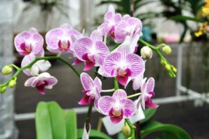 Orchidea