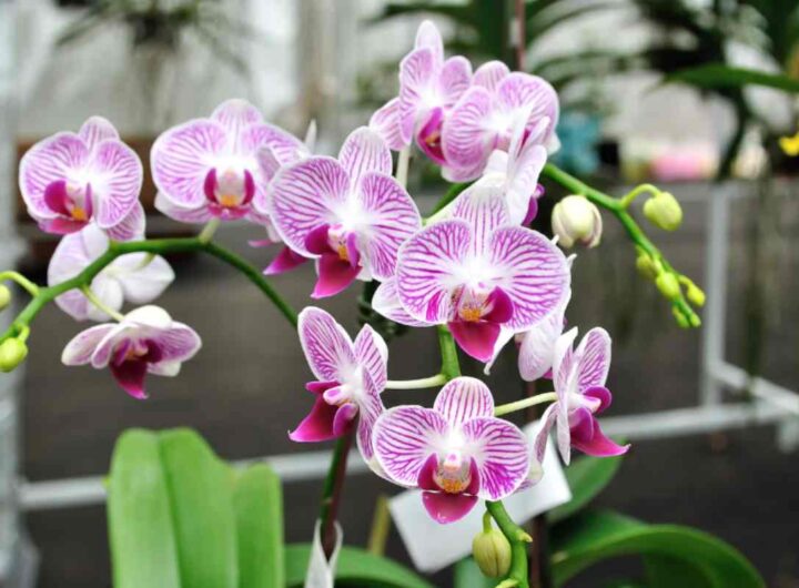 Orchidea