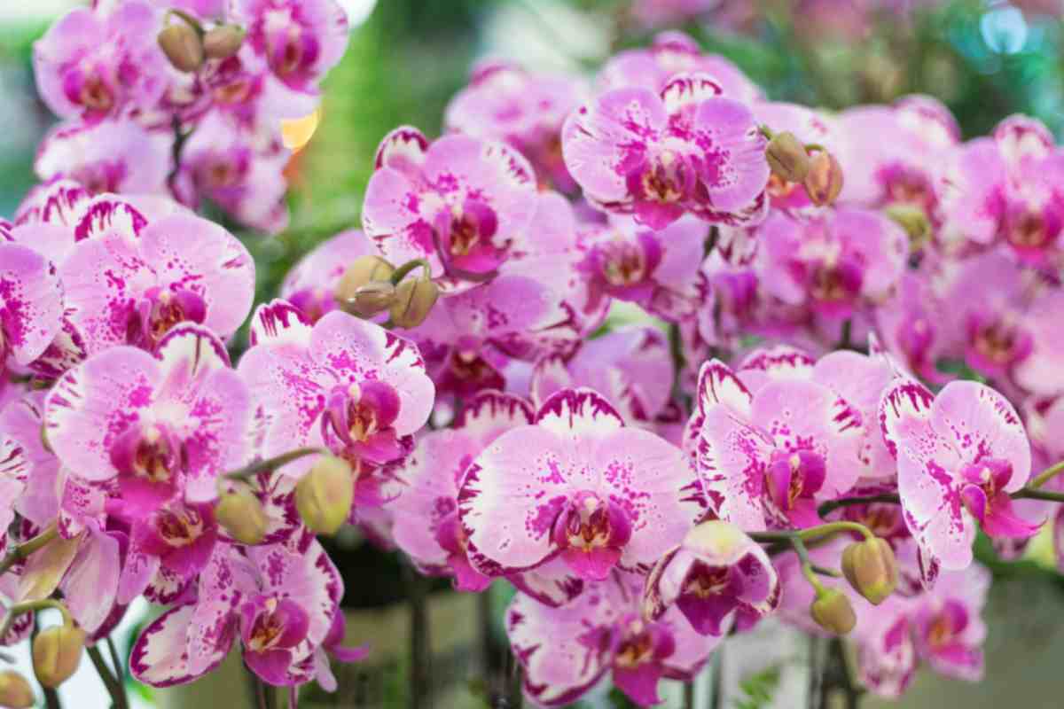 Orchidea
