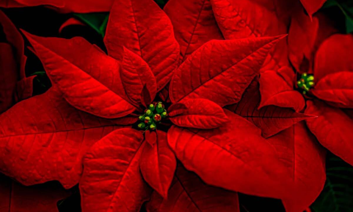 Dove mettere la stella di Natale in casa