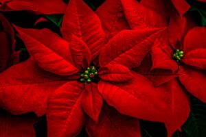 Dove mettere la stella di Natale in casa