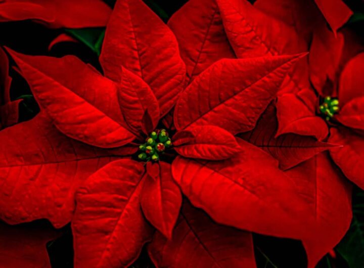 Dove mettere la stella di Natale in casa