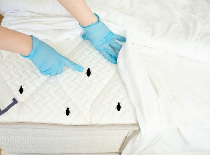 Soluzione contro le cimici