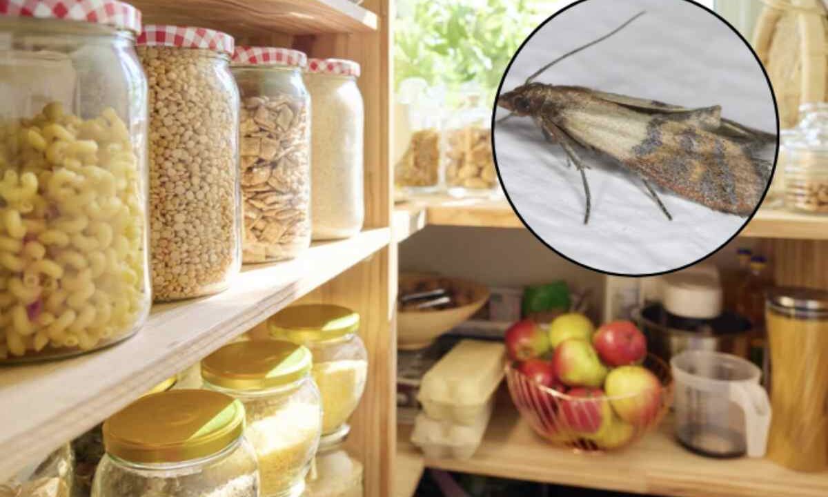 Questi piccoli lepidotteri, spesso invisibili agli occhi, possono compromettere la conservazione degli alimenti, causando sprechi e disagi.