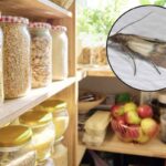 Questi piccoli lepidotteri, spesso invisibili agli occhi, possono compromettere la conservazione degli alimenti, causando sprechi e disagi.