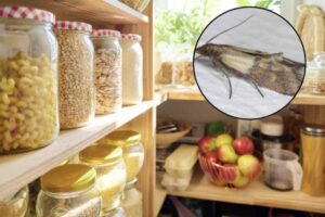 Questi piccoli lepidotteri, spesso invisibili agli occhi, possono compromettere la conservazione degli alimenti, causando sprechi e disagi.