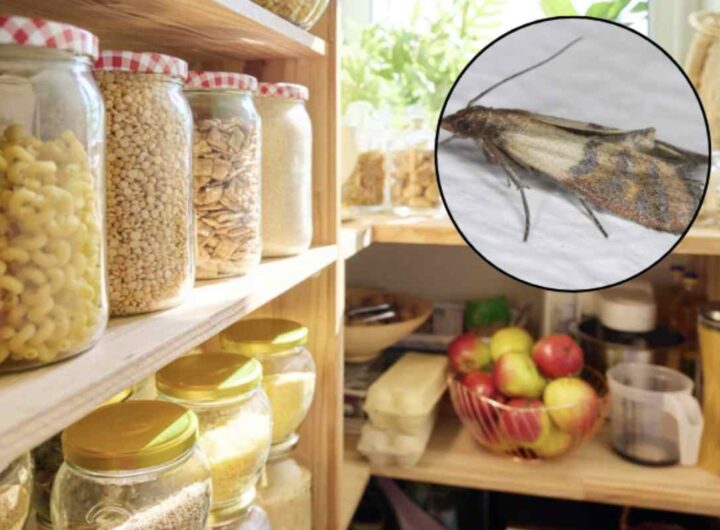 Questi piccoli lepidotteri, spesso invisibili agli occhi, possono compromettere la conservazione degli alimenti, causando sprechi e disagi.