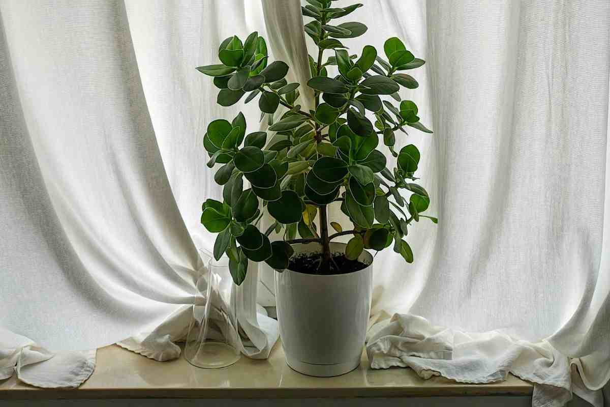 5 piante da mettere in camera da letto