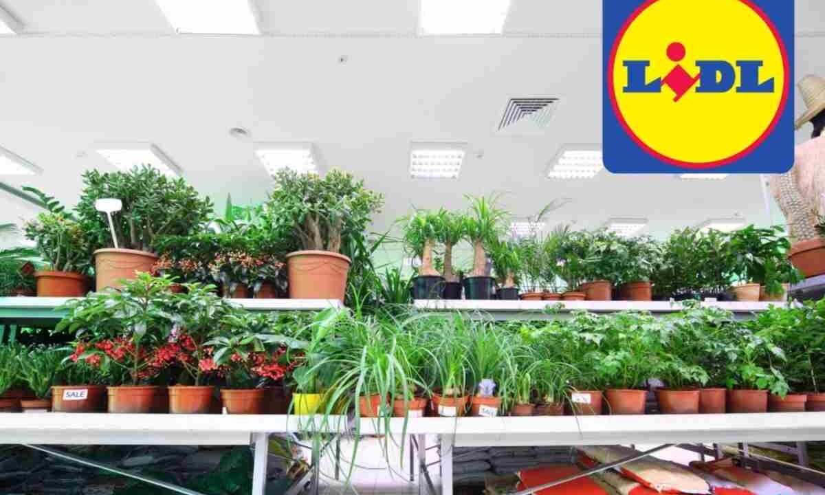 piante lidl