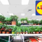 piante lidl