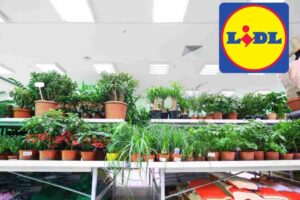 piante lidl