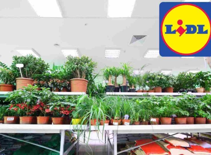 piante lidl