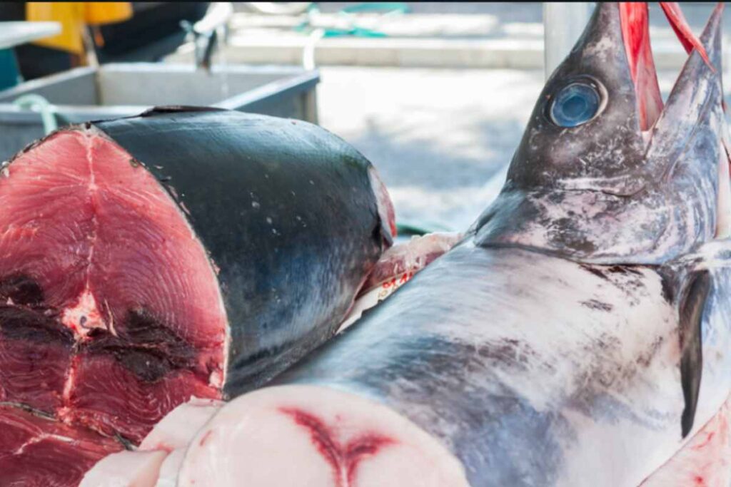 tonno e pesce spada vendita