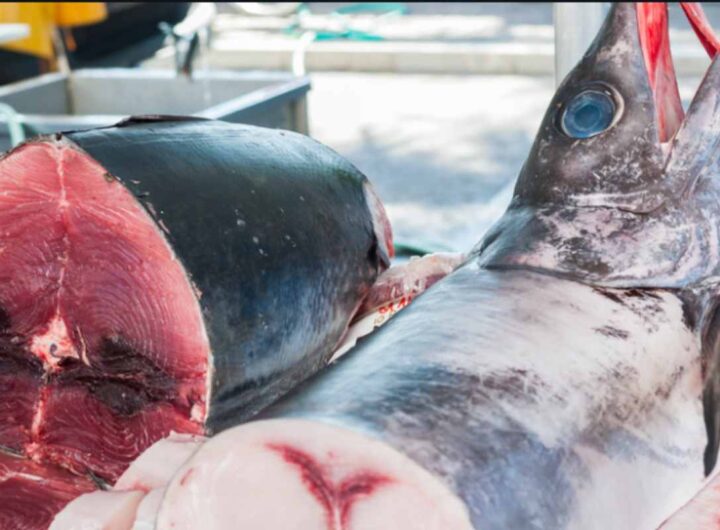 tonno e pesce spada vendita