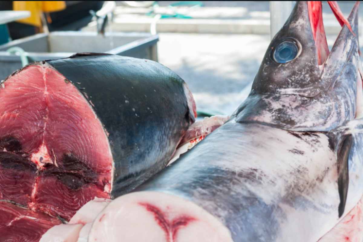 tonno e pesce spada vendita