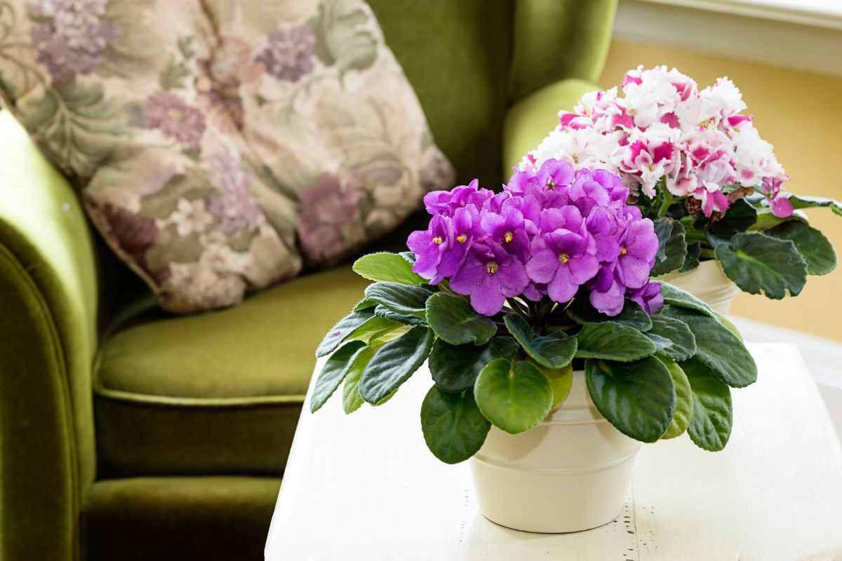 Le viole sono le piante migliori per l'inverno