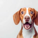 Se il tuo cane sospira, non ignorarlo