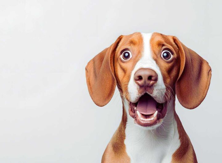 Se il tuo cane sospira, non ignorarlo